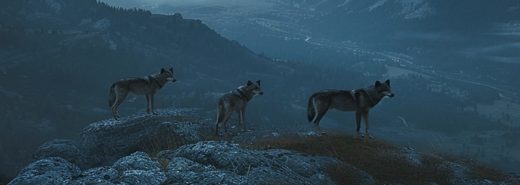 Three wolves on a mountain